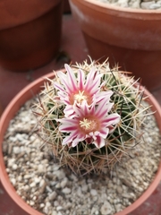 Echinofossulocactus zacatecasensis
