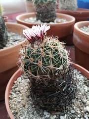 Echinofossulocactus zacatecasensis