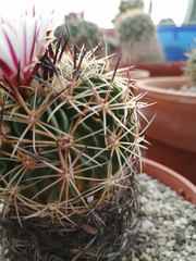Echinofossulocactus zacatecasensis
