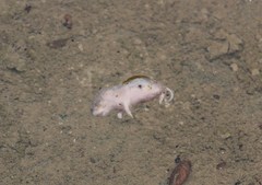 Ammospermophilus interpres