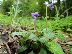 Viola inconspicua nagasakiensis