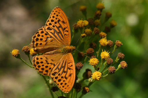 Silver-washed Fritillary, Zuid-kennemerland, NL-NH-VL, NL-NH, NL, photo 5 of 10