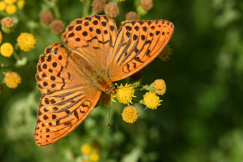 Silver-washed Fritillary, Zuid-kennemerland, NL-NH-VL, NL-NH, NL, photo 8 of 10