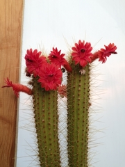 Cleistocactus samaipatanus