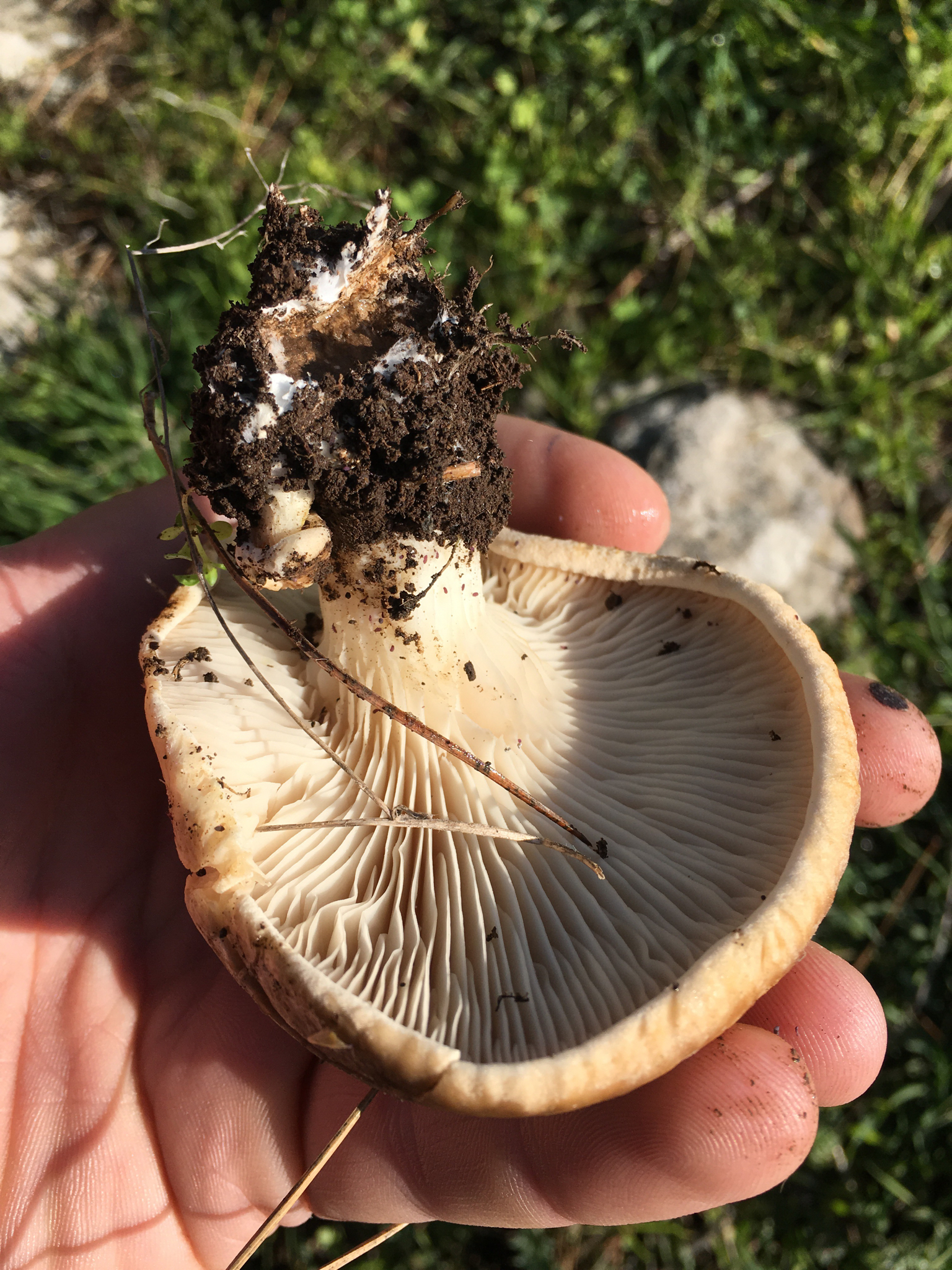 Pleurotus eryngii image