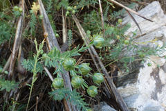 Linum monogynum monogynum