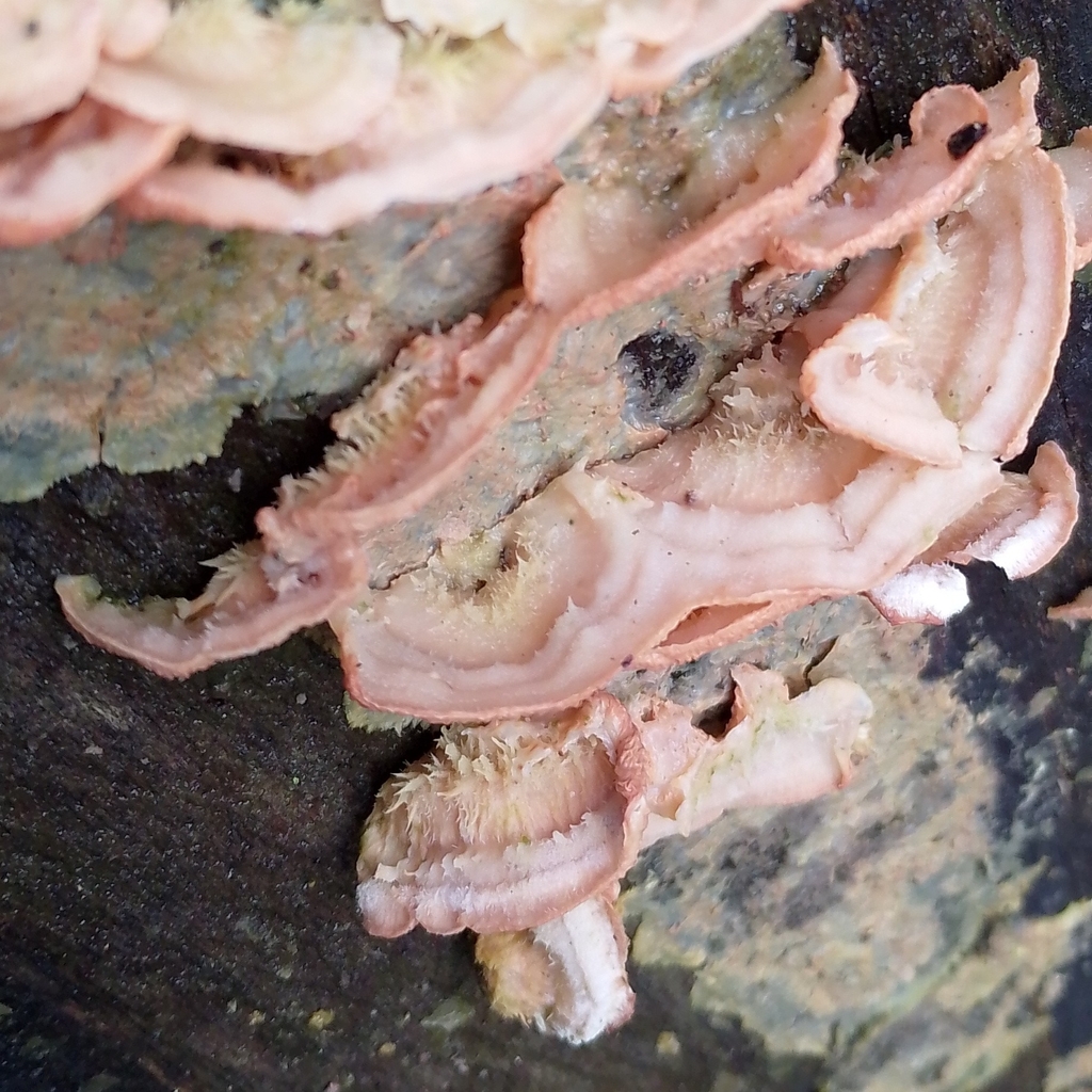 Merulius tremellosus · February 2026 · photo: © physcia_descendens (iNaturalist, cc-by)