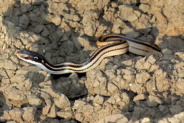 Four-Striped Snake