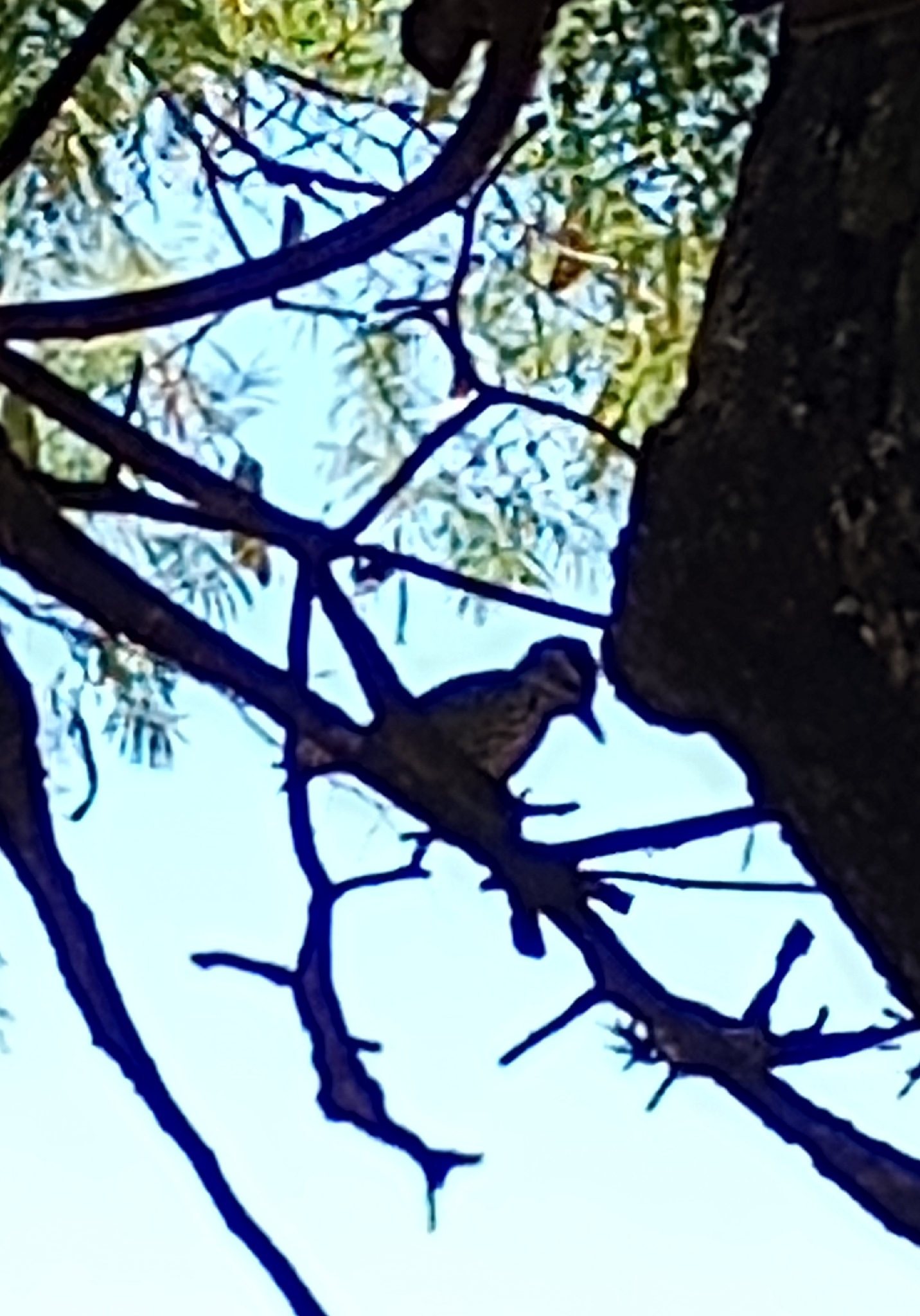 Checkered Woodpecker (Veniliornis mixtus), photo 9