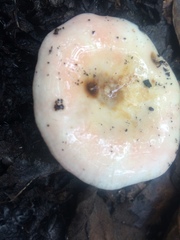 Russula persanguinea