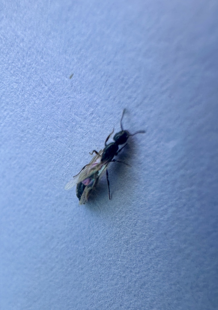 Solenopsis latastei