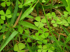 Marsilea minuta