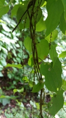 Dioscorea maciba image