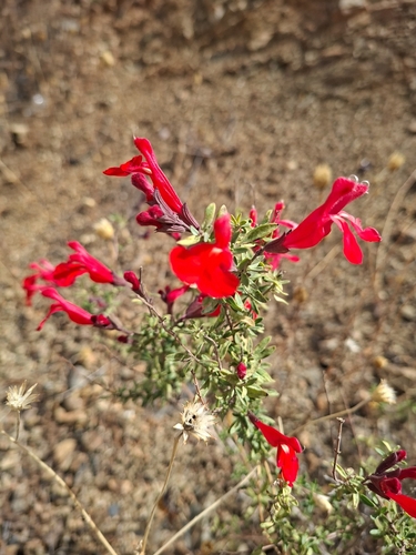 Salvia greggii
