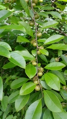 Margaritaria anomala