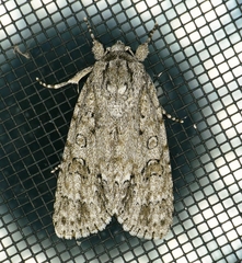 Acronicta impleta