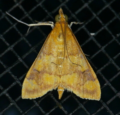 Pyrausta onythesalis