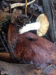 Russula purpureoflava