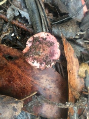Russula purpureoflava