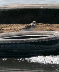 Calidris fuscicollis