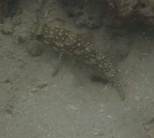 Epinephelus summana observed 2026-02-04
