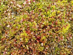 Epilobium macropus