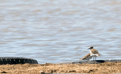 Calidris fuscicollis