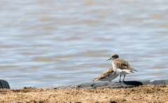 Calidris fuscicollis