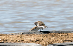 Calidris fuscicollis