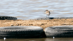 Calidris fuscicollis