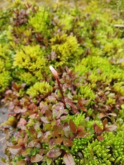 Epilobium macropus
