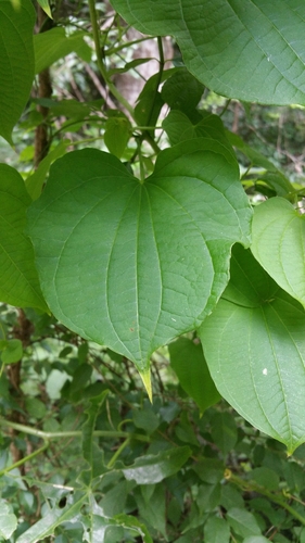 Dioscorea sansibarensis image