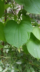 Image of Dioscorea sansibarensis