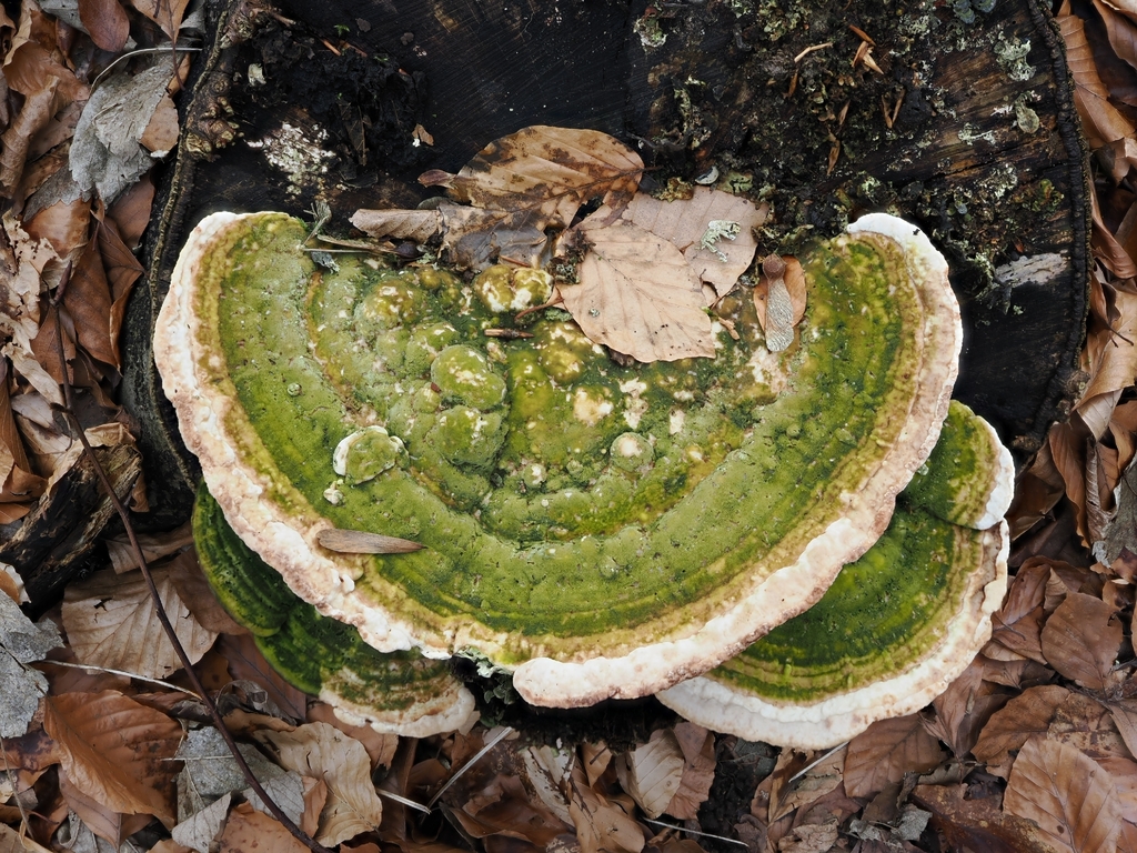 Trametes gibbosa · February 2026 · photo: © vincent_b (iNaturalist, cc-by)