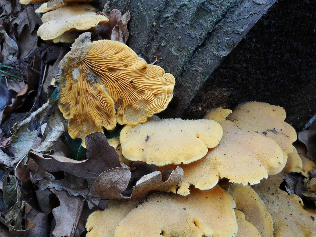 Phyllotopsis nidulans · February 2026 · photo: © vincent_b (iNaturalist, cc-by)