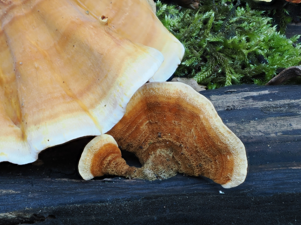 Stereum subtomentosum · February 2026 · photo: © vincent_b (iNaturalist, cc-by)
