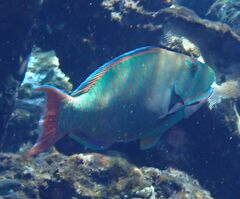 Bicolor Parrotfish