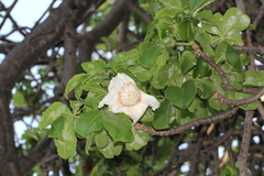 Magnoliopsida