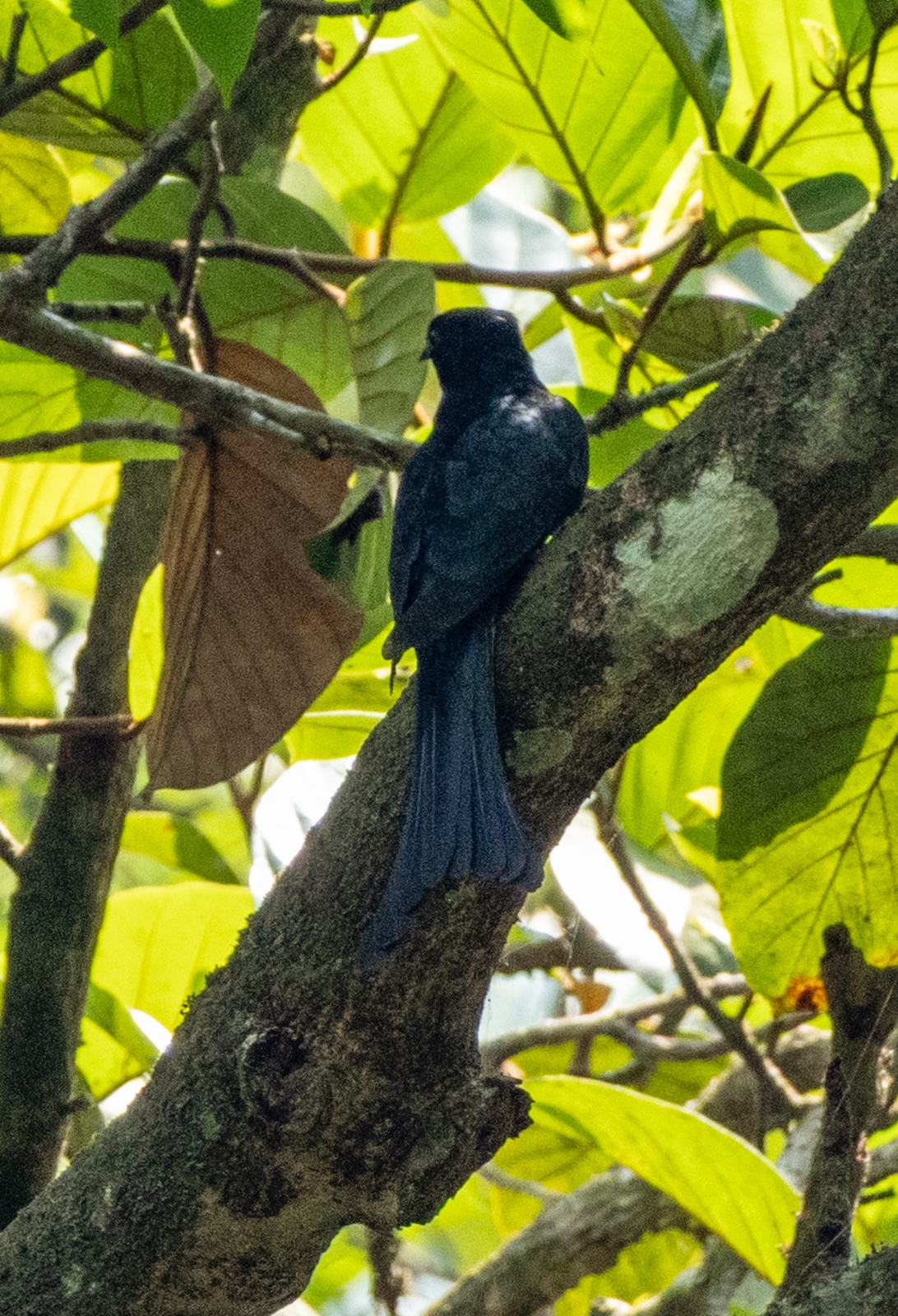 Square-tailed Drongo-Cuckoo (Surniculus lugubris), photo 8