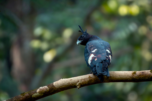 Black Baza (Aviceda leuphotes), photo 10