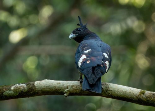 Black Baza (Aviceda leuphotes), photo 9