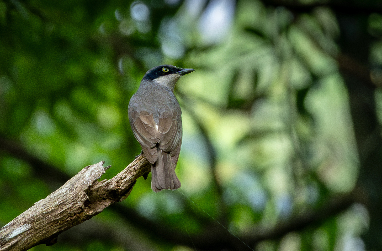 Malabar Woodshrike (Tephrodornis sylvicola), photo 3