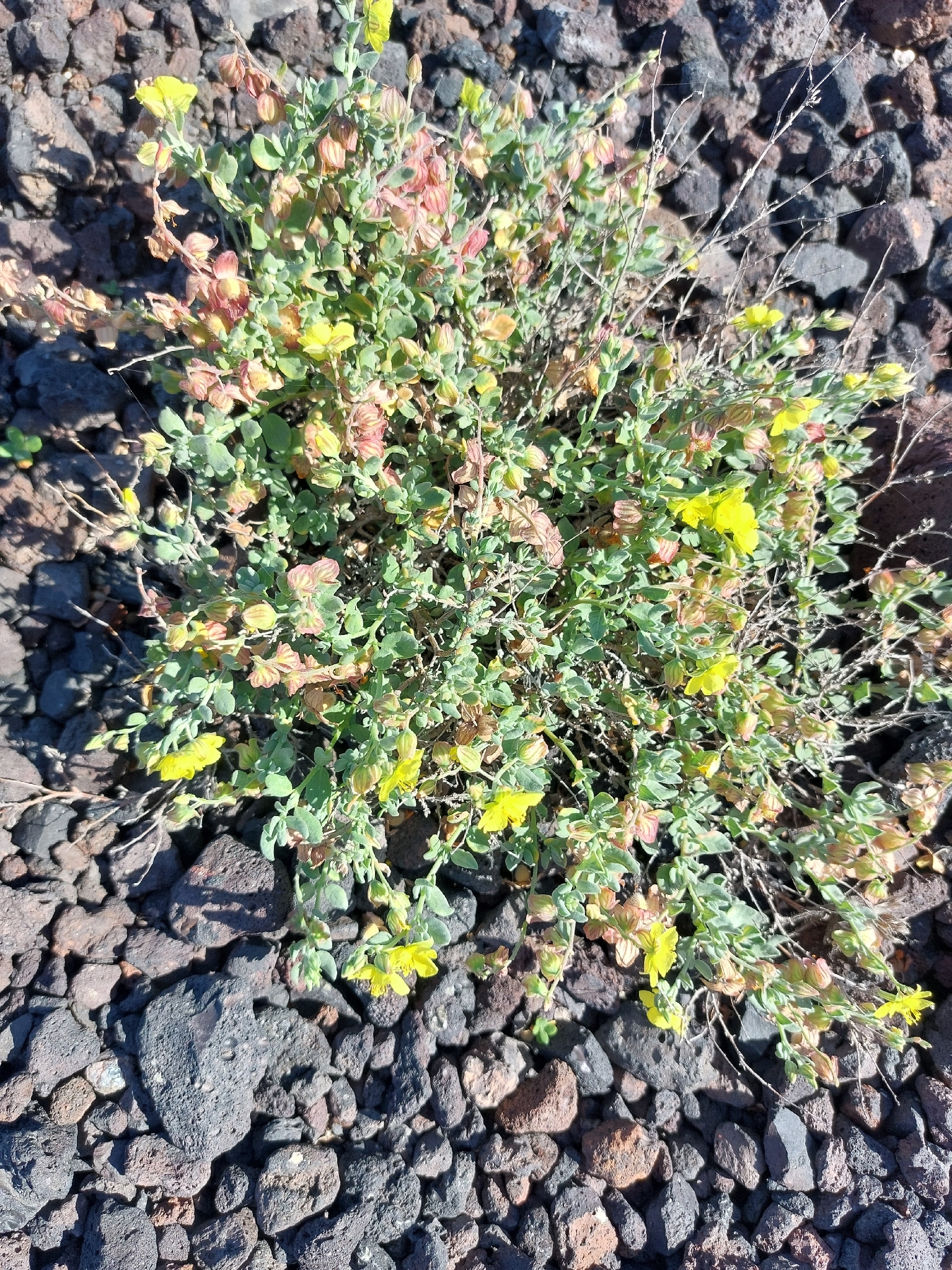Helianthemum canariense