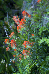 Castilleja litoralis