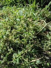 Atriplex suberecta
