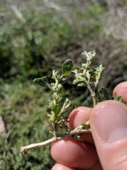 Atriplex suberecta