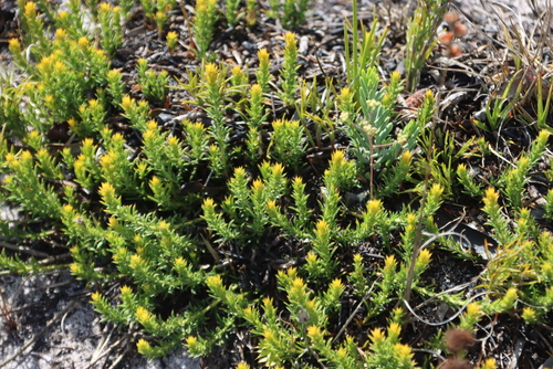 Green Rootthug (Thesium viridifolium)