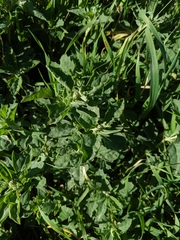 Atriplex suberecta