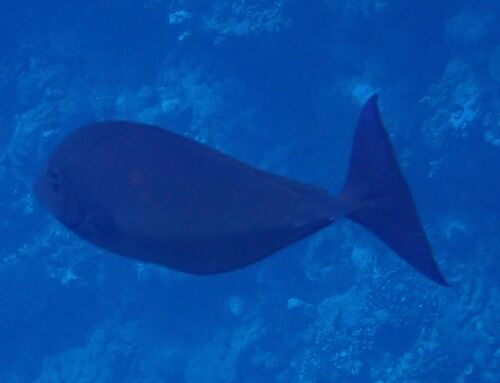 Black unicornfish (Naso hexacanthus) — Acanthuridae