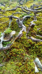 Dendroligotrichum dendroides